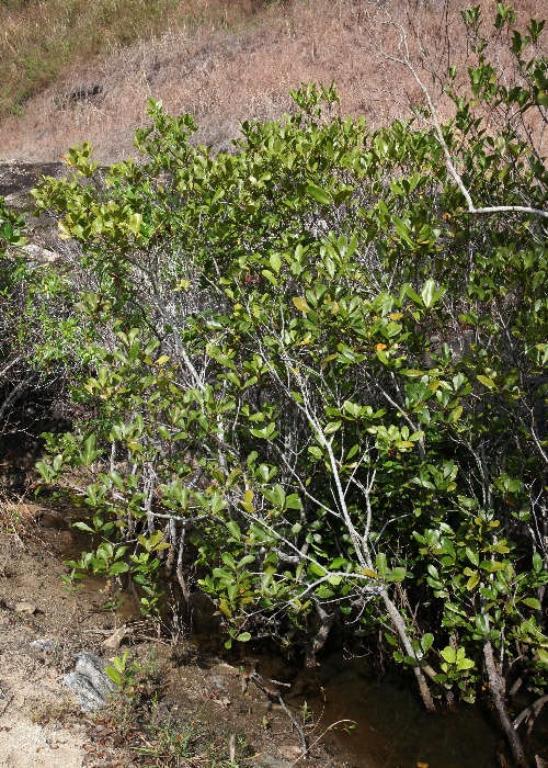 Australian Mangroves Primulaceae